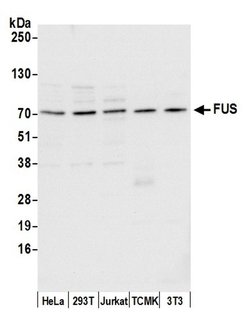 FUS Polyclonal Antibody, Bethyl Laboratories 20 &mu;L; Unconjugated:Antibodies,