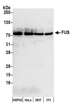FUS Rabbit anti-Human, Mouse, Polyclonal, Bethyl Laboratories 100 &mu;l;