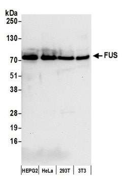 FUS Polyclonal Antibody, Bethyl Laboratories 20 &mu;L; Unconjugated:Antibodies,