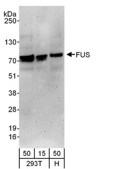 FUS Goat anti-Human, Mouse, Polyclonal, Bethyl Laboratories 100 &mu;L;