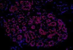 FUS Recombinant Rabbit Monoclonal Antibody (BLR023E), Bethyl Laboratories