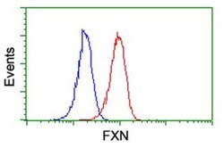 FXN Monoclonal Antibody (OTI1F2), TrueMAB , OriGene:Antibodies:Primary