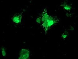 FXN Mouse anti-Human, Clone: OTI1C12, lyophilized, TrueMAB 100 &mu;g; Unconjugated:Antibodies,