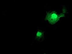 FXN Monoclonal Antibody (OTI3C3), TrueMAB , OriGene 100 &mu;L; Unconjugated:Antibodies,
