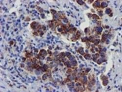 FXN Mouse anti-Human, Clone: OTI1C12, lyophilized, TrueMAB 100 &mu;g; Unconjugated:Antibodies,