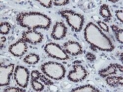 FXN Mouse anti-Human, Clone: OTI1C12, lyophilized, TrueMAB 100 &mu;g; Unconjugated:Antibodies,
