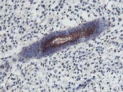 FXN Mouse anti-Human, Clone: OTI1C12, lyophilized, TrueMAB 100 &mu;g; Unconjugated:Antibodies,