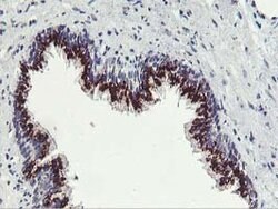 FXN Mouse anti-Human, Clone: OTI1C12, lyophilized, TrueMAB 100 &mu;g; Unconjugated:Antibodies,