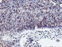 FXN Mouse anti-Human, Clone: OTI1C12, lyophilized, TrueMAB 100 &mu;g; Unconjugated:Antibodies,