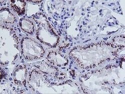 FXN Mouse anti-Human, Clone: OTI1C12, lyophilized, TrueMAB 100 &mu;g; Unconjugated:Antibodies,