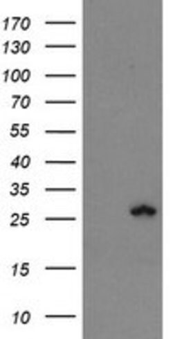 FXN Mouse anti-Human, Clone: OTI3C7, lyophilized, TrueMAB 100 &mu;g; Unconjugated:Antibodies,