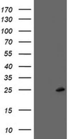 FXN Monoclonal Antibody (OTI3C3), TrueMAB , OriGene 100 &mu;L; Unconjugated:Antibodies,