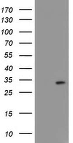 FXN Monoclonal Antibody (OTI4D7), TrueMAB , OriGene 30 &mu;L; Unconjugated:Antibodies,