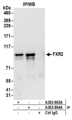 FXR2 Rabbit anti-Human, Polyclonal, Bethyl Laboratories 100 &mu;L; Unconjugated:Antibodies,