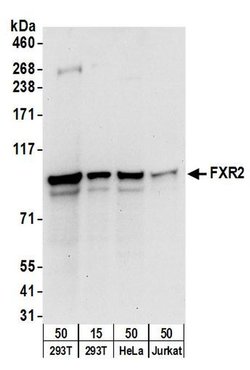 FXR2 Rabbit anti-Human, Polyclonal, Bethyl Laboratories 100 &mu;L; Unconjugated:Antibodies,