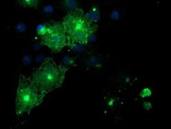 FXYD3 Mouse anti-Human, Clone: OTI1D1, lyophilized, TrueMAB 100 &mu;g;