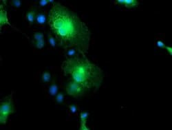 FXYD3 Monoclonal Antibody (OTI4E3), TrueMAB , OriGene 30 &mu;L; Unconjugated:Antibodies,