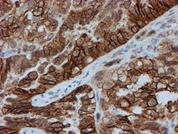 FXYD3 Monoclonal Antibody (OTI4E3), TrueMAB , OriGene 30 &mu;L; Unconjugated:Antibodies,
