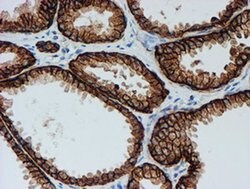 FXYD3 Monoclonal Antibody (OTI4E3), TrueMAB , OriGene 30 &mu;L; Unconjugated:Antibodies,