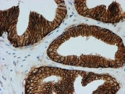 FXYD3 Monoclonal Antibody (OTI4E3), TrueMAB , OriGene 30 &mu;L; Unconjugated:Antibodies,