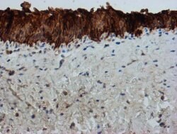 FXYD3 Monoclonal Antibody (OTI4E3), TrueMAB , OriGene 30 &mu;L; Unconjugated:Antibodies,