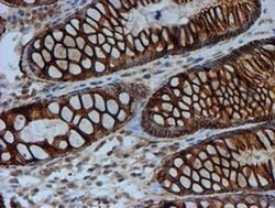 FXYD3 Monoclonal Antibody (OTI4E3), TrueMAB , OriGene 30 &mu;L; Unconjugated:Antibodies,