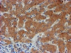 FXYD3 Monoclonal Antibody (OTI4E3), TrueMAB , OriGene 30 &mu;L; Unconjugated:Antibodies,