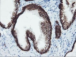 FXYD3 Monoclonal Antibody (OTI1F12), TrueMAB , OriGene 30 &mu;L; Unconjugated:Antibodies,