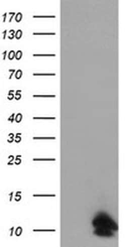 FXYD3 Monoclonal Antibody (OTI1A8), TrueMAB , OriGene 100 &mu;L; Unconjugated:Antibodies,
