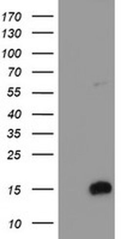 FXYD3 Monoclonal Antibody (OTI2F7), TrueMAB , OriGene 100 &mu;L; Unconjugated:Antibodies,
