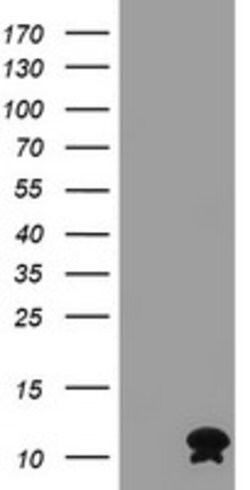 FXYD3 Mouse anti-Human, Clone: OTI1G3, lyophilized, TrueMAB 100 &mu;g;