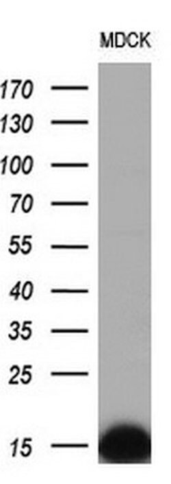 FXYD3 Mouse anti-Human, Clone: OTI1D1, lyophilized, TrueMAB 100 &mu;g;