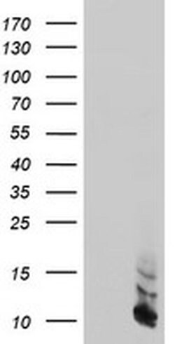 FXYD3 Monoclonal Antibody (OTI4E3), TrueMAB , OriGene 30 &mu;L; Unconjugated:Antibodies,