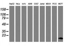 FXYD3 Monoclonal Antibody (OTI1F12), TrueMAB , OriGene 30 &mu;L; Unconjugated:Antibodies,