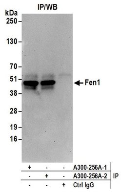 Fen1 Rabbit anti-Human, Polyclonal, Bethyl Laboratories 100 &mu;L; Unconjugated:Antibodies,