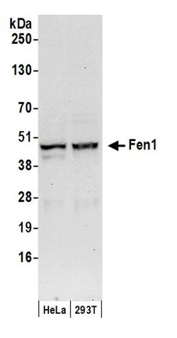 Fen1 Rabbit anti-Human, Polyclonal, Bethyl Laboratories 100 &mu;L; Unconjugated:Antibodies,
