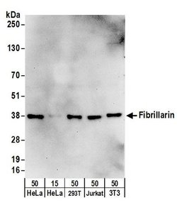 Fibrillarin Rabbit anti-Human, Mouse, Polyclonal, Bethyl Laboratories 100