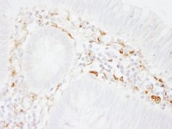Filamin A Rabbit anti-Human, Mouse, Polyclonal, Bethyl Laboratories 100