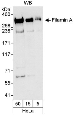 Filamin A Rabbit anti-Human, Polyclonal, Bethyl Laboratories 100 &mu;L;