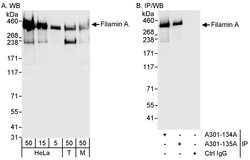 Filamin A Rabbit anti-Human, Mouse, Polyclonal, Bethyl Laboratories 100