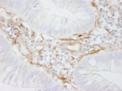 Filamin A Polyclonal Antibody, Bethyl Laboratories 100 &mu;L; Unconjugated:Antibodies,