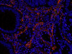 Filamin A Polyclonal Antibody, Bethyl Laboratories 100 &mu;L; Unconjugated:Antibodies,