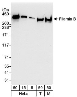 Filamin B Rabbit anti-Human, Mouse, Polyclonal, Bethyl Laboratories 100