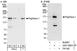 Flightless-1 Rabbit anti-Human, Polyclonal, Bethyl Laboratories 100 &mu;L;