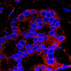 Flightless-1 Polyclonal Antibody, Bethyl Laboratories:Antibodies:Primary
