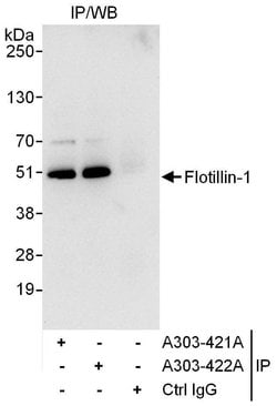 Flotillin-1 Rabbit anti-Human, Polyclonal, Bethyl Laboratories 10 &mu;L;