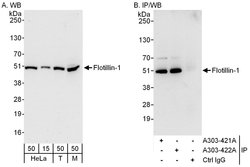 Flotillin-1 Rabbit anti-Human, Mouse, Polyclonal, Bethyl Laboratories 100