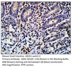 G0/G1 switch 2 Rabbit anti-Human, Mouse, Non-human Primate, Rat, Polyclonal,