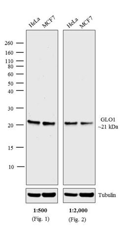 Invitrogen™ Goat anti-Mouse IgG (H+L) Cross-Adsorbed Secondary Antibody, AP