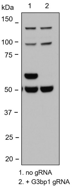 Invitrogen G3BP1 Polyclonal Antibody 100 &mu;L; Unconjugated:Antibodies,